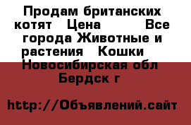 Продам британских котят › Цена ­ 500 - Все города Животные и растения » Кошки   . Новосибирская обл.,Бердск г.